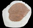 Paleocene Fossil Leaf (Davidia) - Montana #71500-1